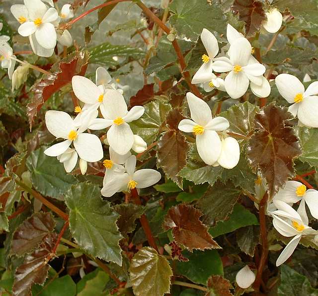B. ‘Saxen’